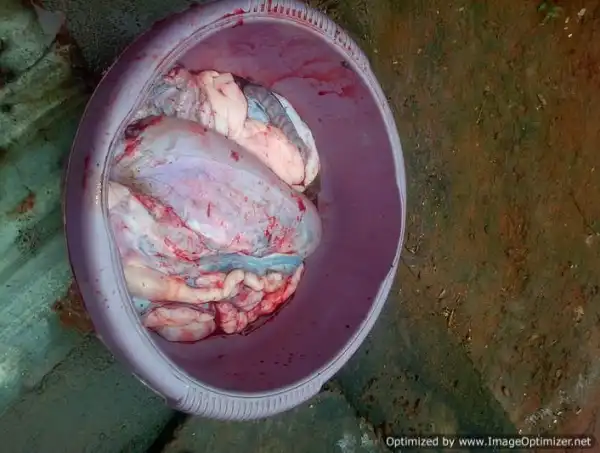 SEE The Snake Peppersoup Ambrose Alli University Student Cooked [Photos]